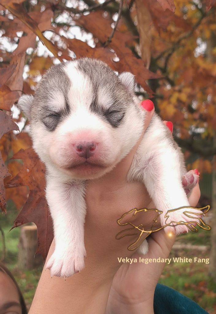 Legendary White Fang - Chiot disponible  - Siberian Husky