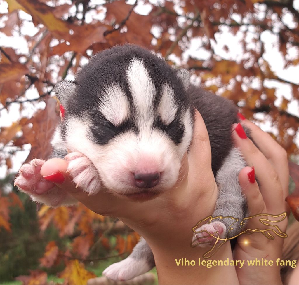 Legendary White Fang - Chiot disponible  - Siberian Husky