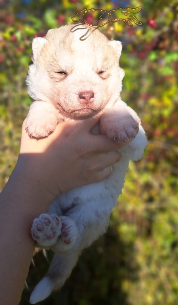 Legendary White Fang - Chiot disponible  - Siberian Husky