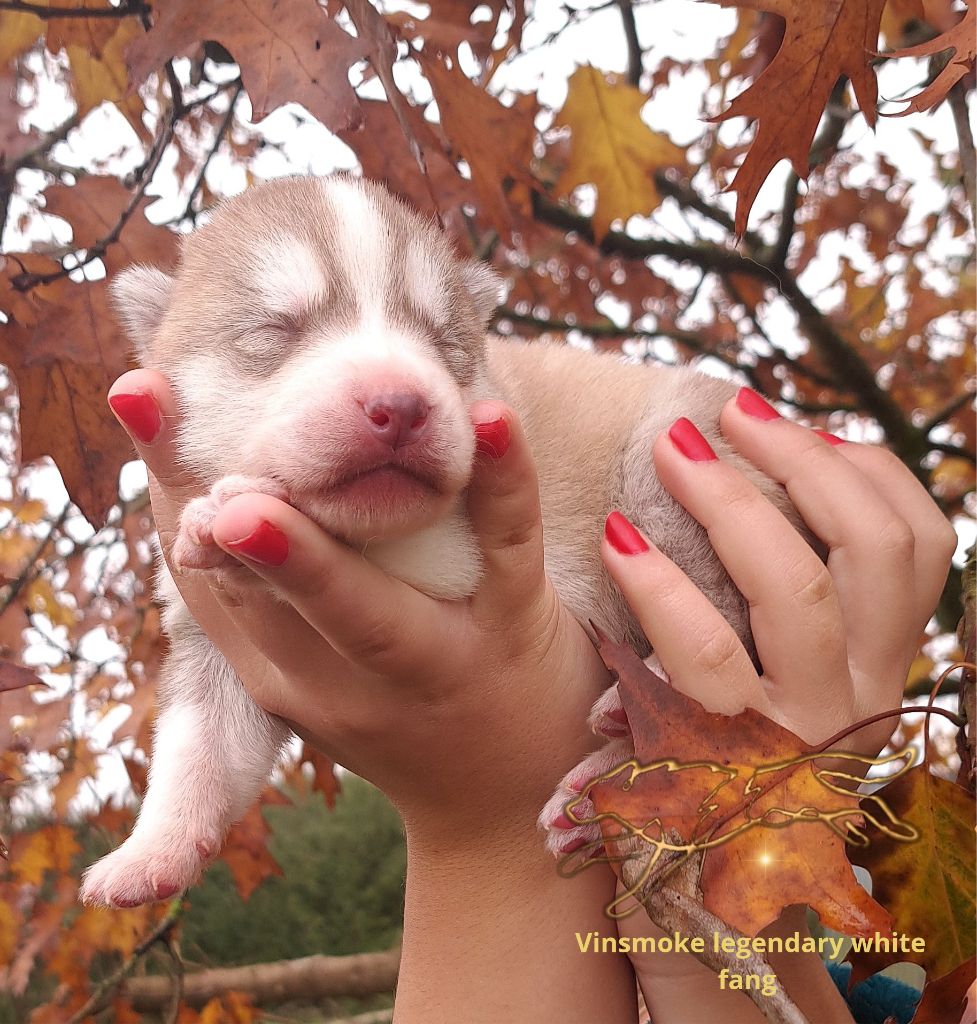 Legendary White Fang - Chiot disponible  - Siberian Husky