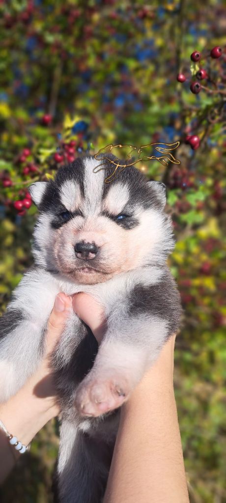 Legendary White Fang - Chiot disponible  - Siberian Husky