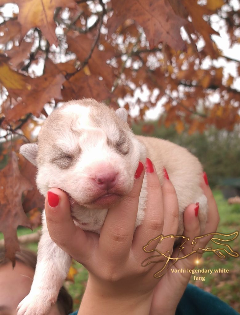 Legendary White Fang - Chiot disponible  - Siberian Husky