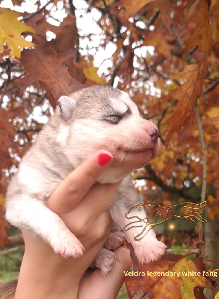 Legendary White Fang - Chiot disponible  - Siberian Husky