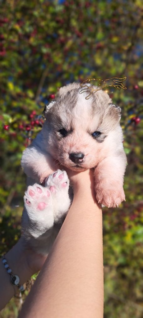 Legendary White Fang - Chiot disponible  - Siberian Husky