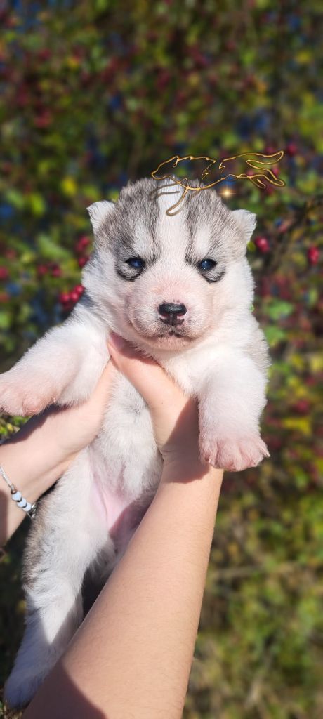 Legendary White Fang - Chiot disponible  - Siberian Husky