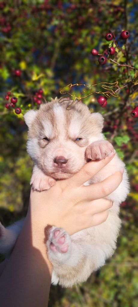 Legendary White Fang - Chiot disponible  - Siberian Husky