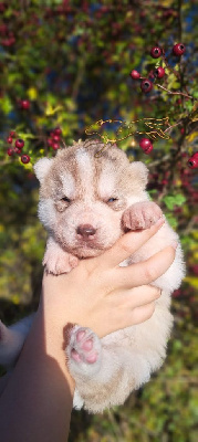 Legendary White Fang - Siberian Husky - Portée née le 31/10/2024