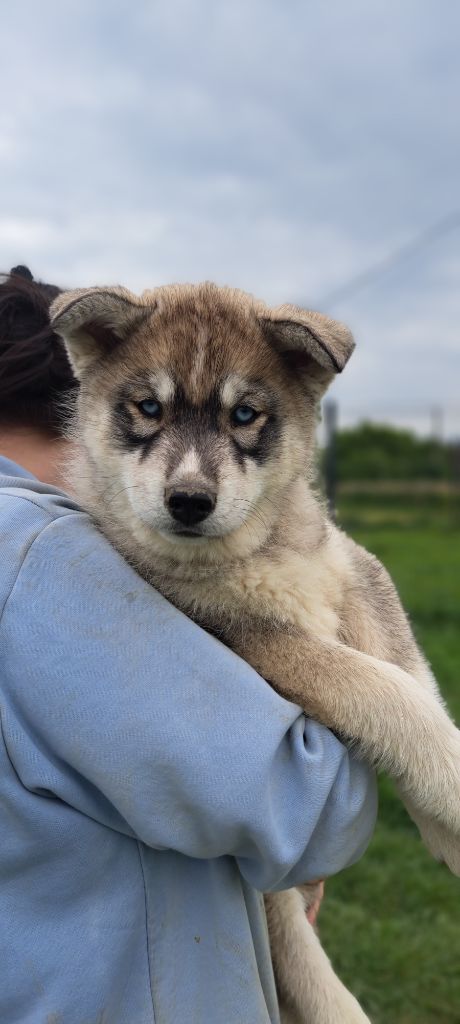 Another love dit ragnar Legendary White Fang