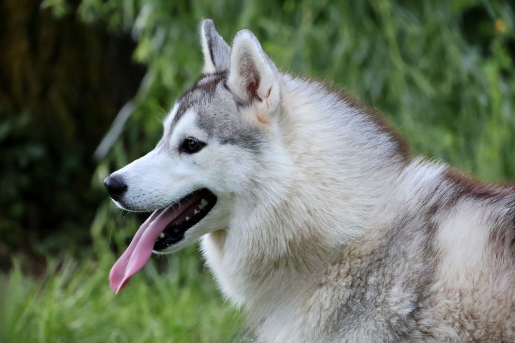 U'aponi Legendary White Fang