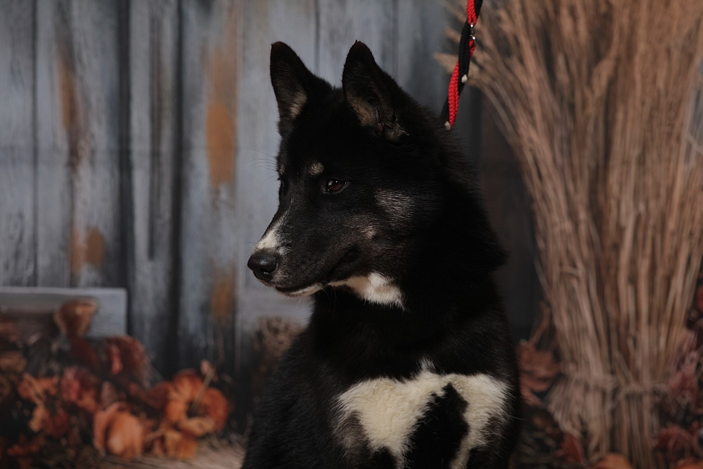 Aurora australis dit astrale Of Umok's Dreams