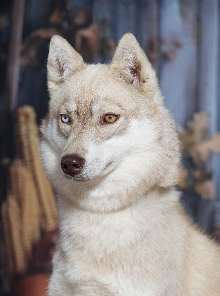 Vikings girl dit viki Of watson lake