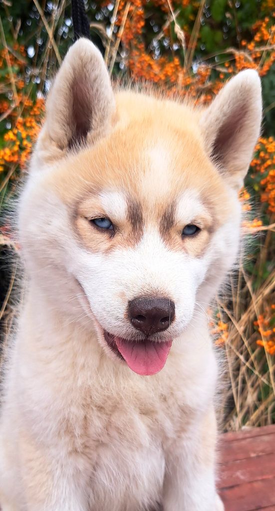 Chiot disponible 