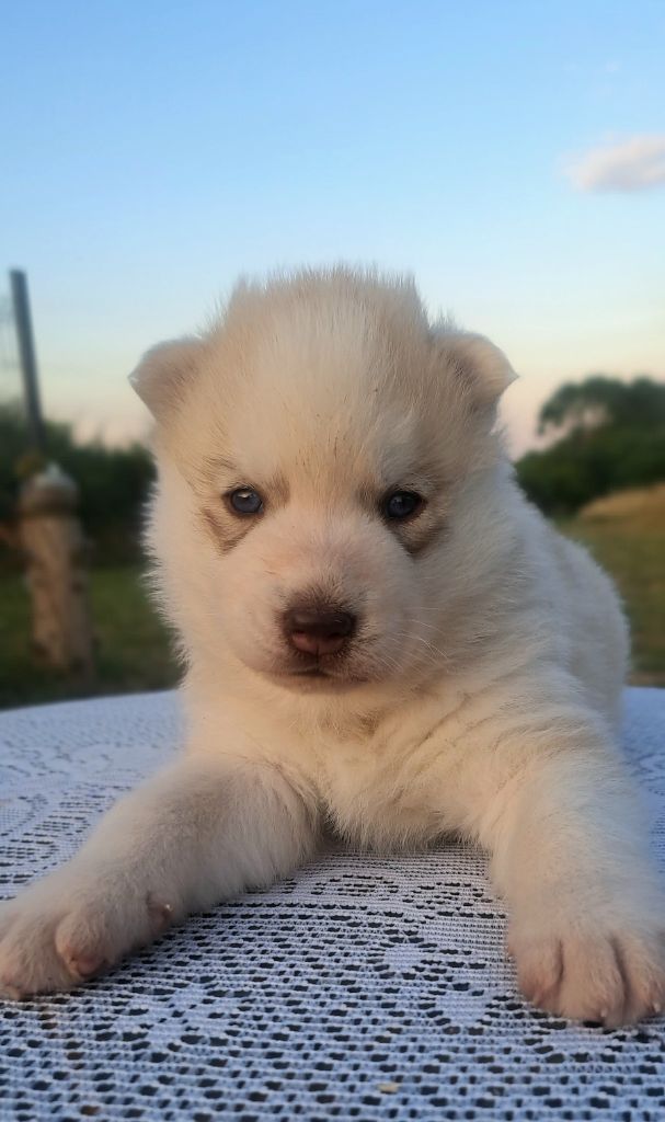 Legendary White Fang - Chiots disponibles - Siberian Husky