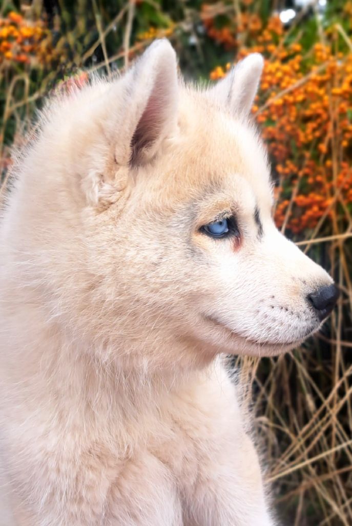 Legendary White Fang - Siberian Husky - Portée née le 17/06/2025