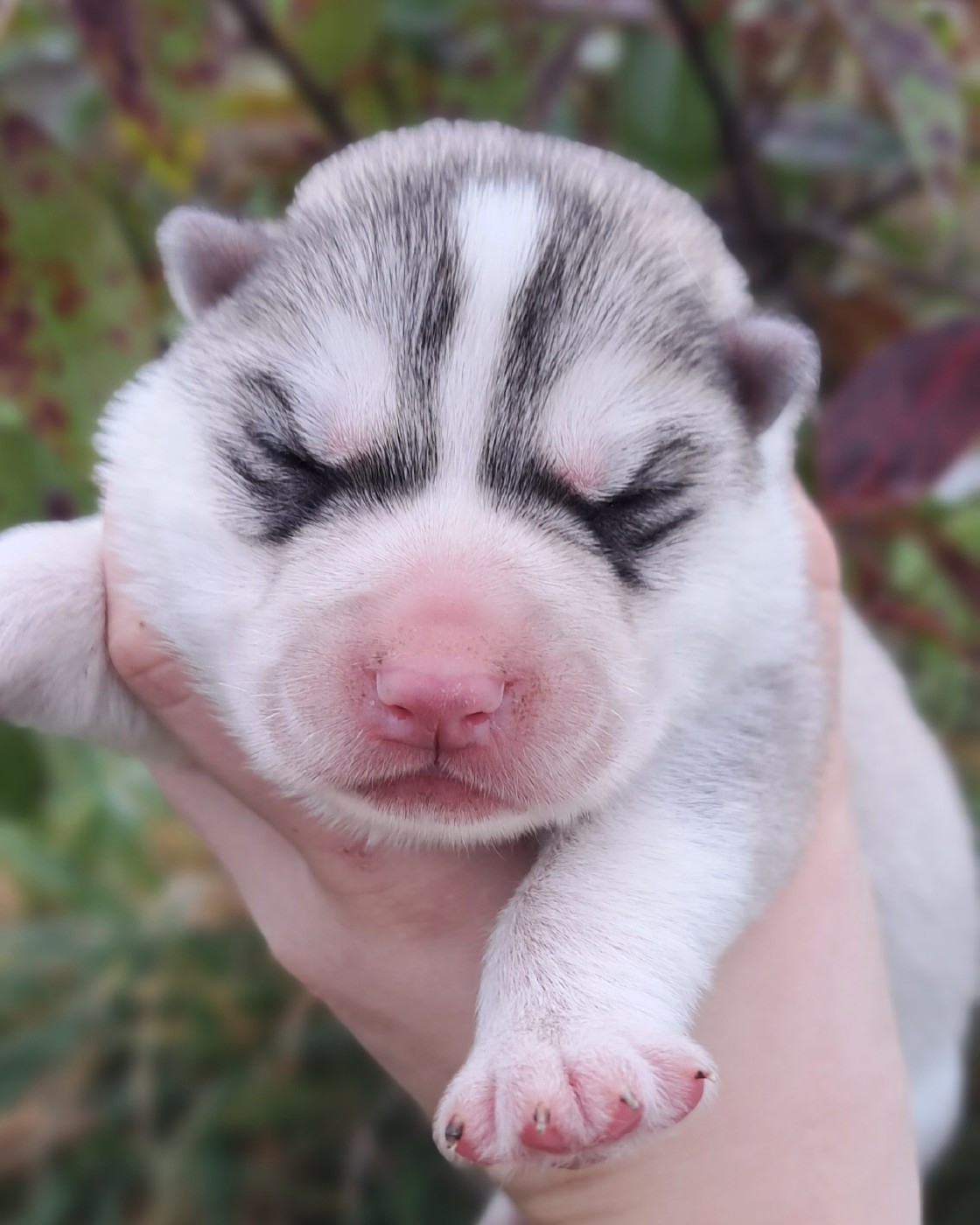 Legendary White Fang - Chiots disponibles - Siberian Husky