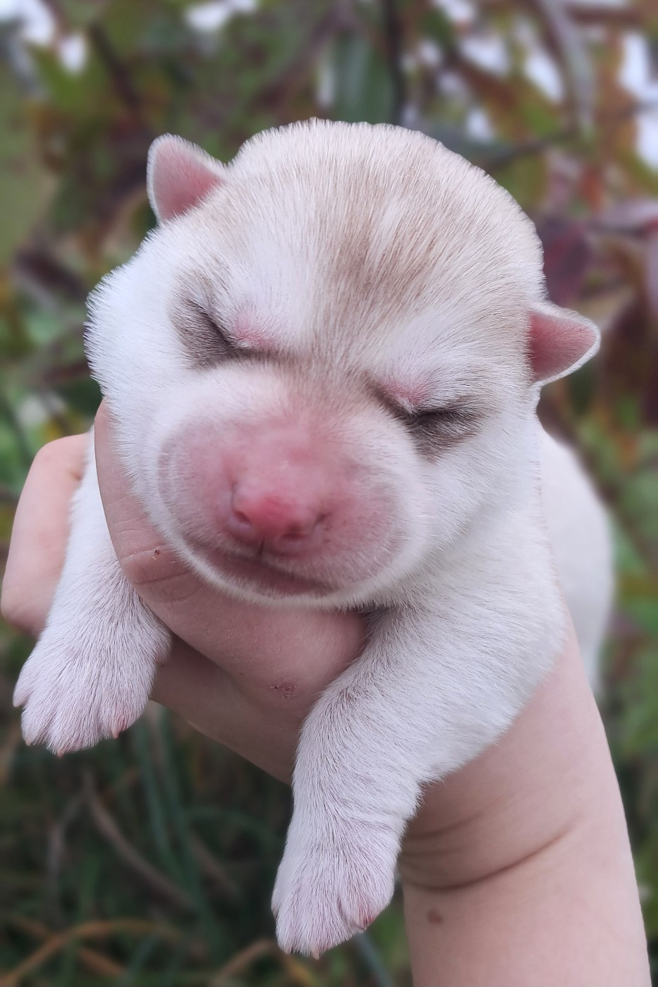 Legendary White Fang - Chiots disponibles - Siberian Husky