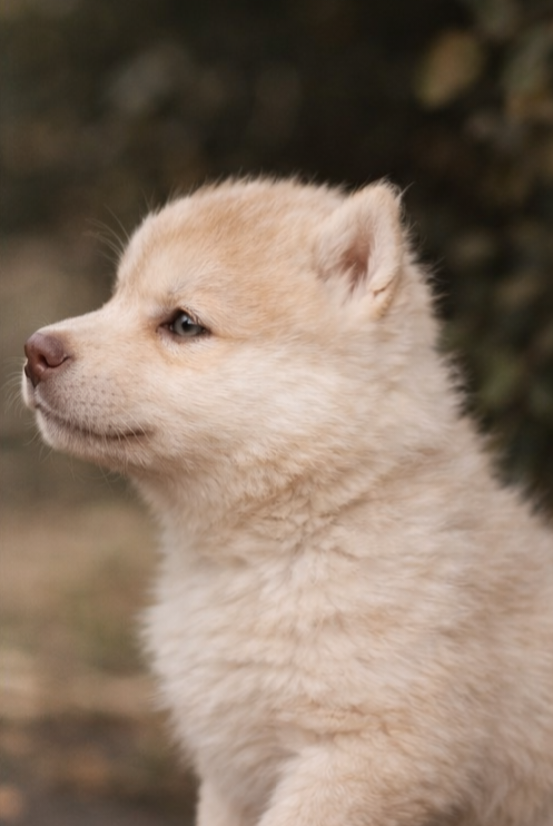 Legendary White Fang - Chiots disponibles - Siberian Husky