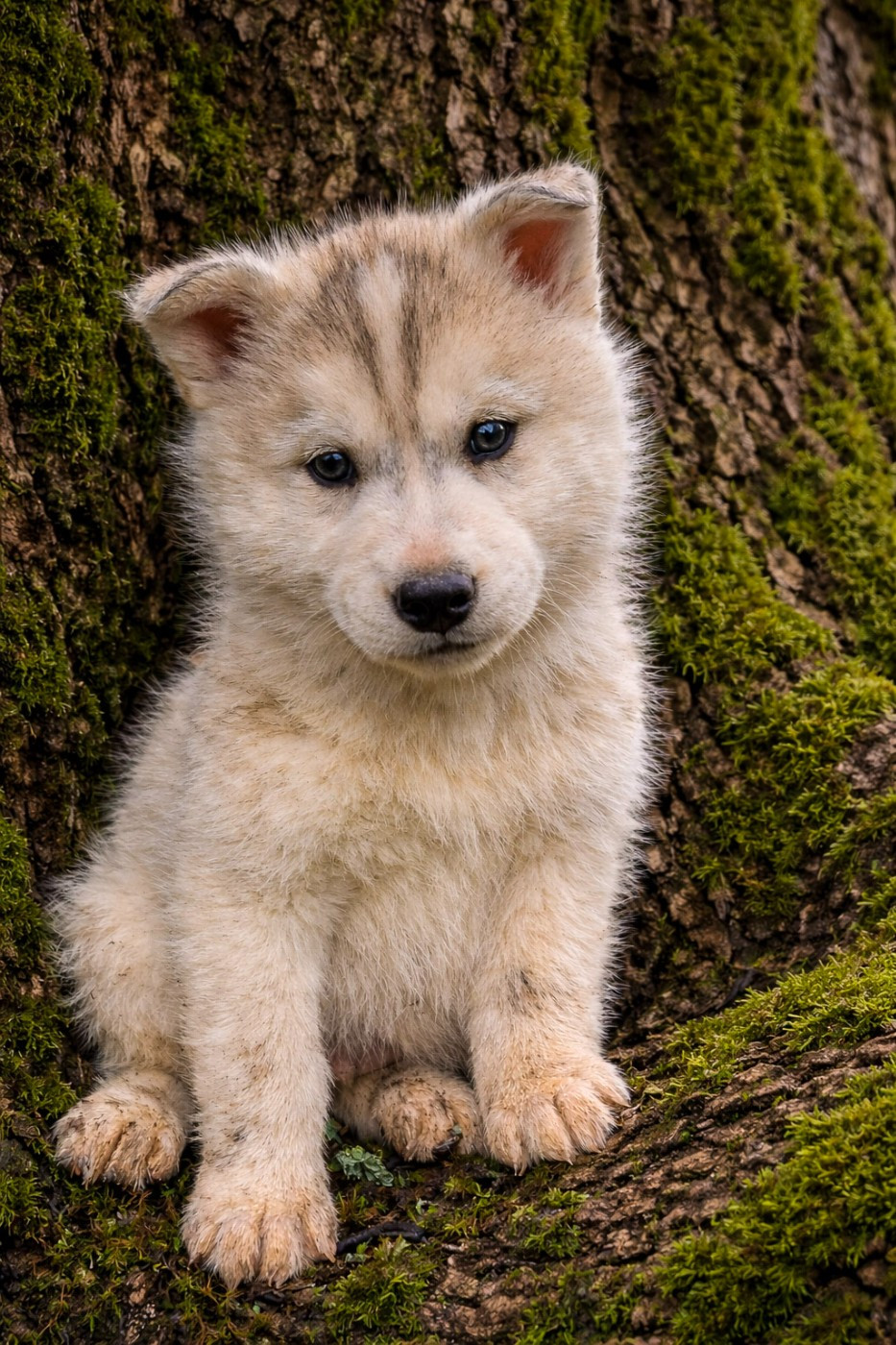 Legendary White Fang - Chiots disponibles - Siberian Husky