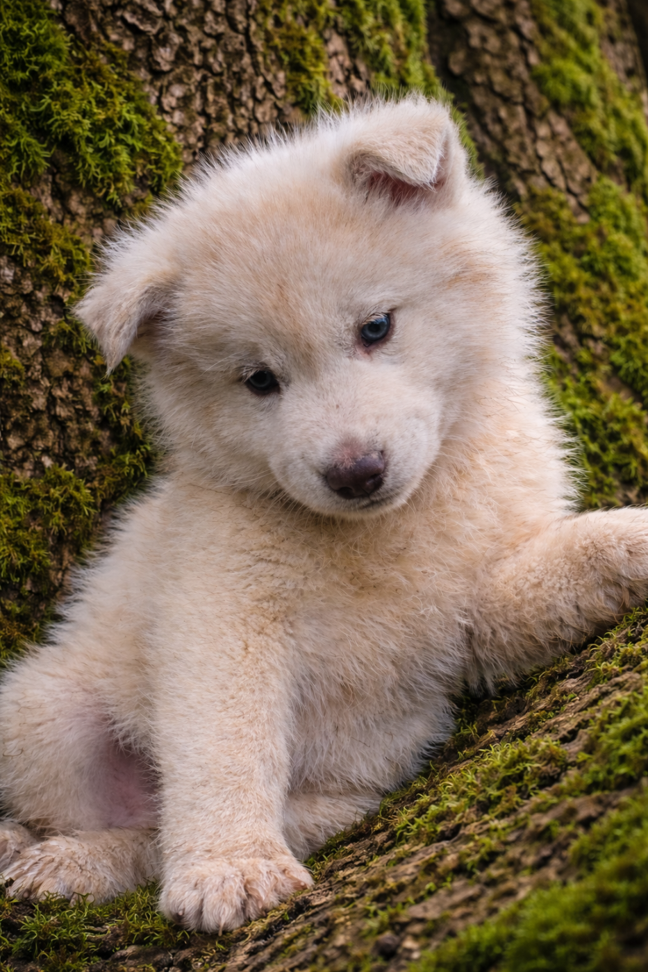 Legendary White Fang - Chiots disponibles - Siberian Husky