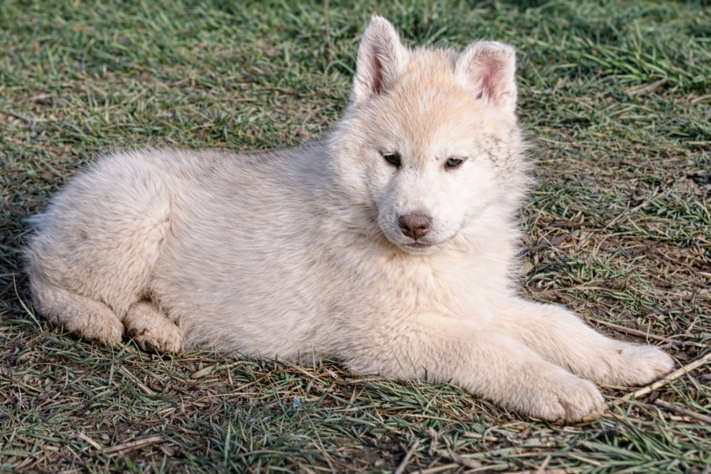 Legendary White Fang - Siberian Husky - Portée née le 10/12/2025