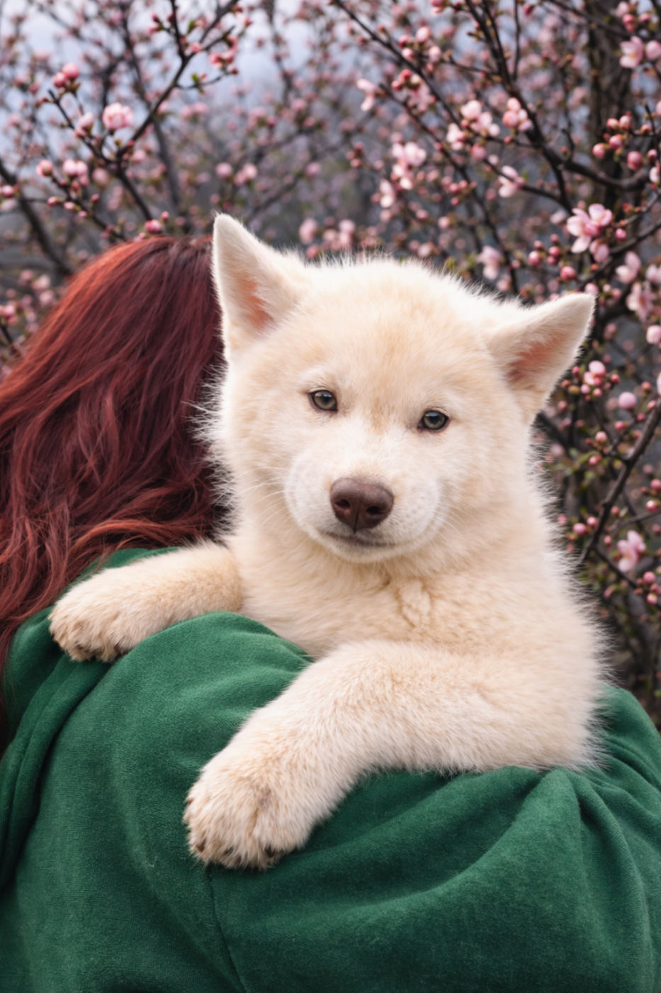 Legendary White Fang - Chiots disponibles - Siberian Husky