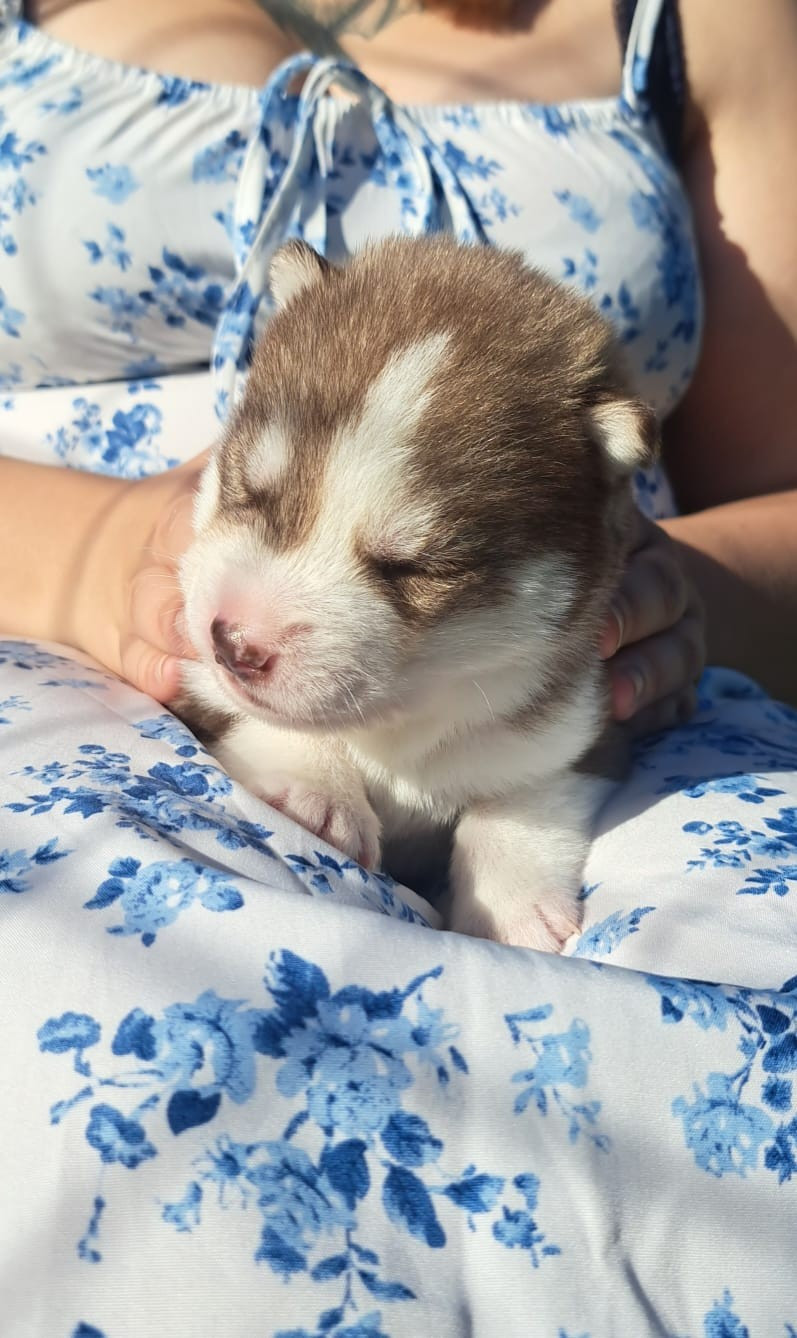 Legendary White Fang - Chiots disponibles - Siberian Husky