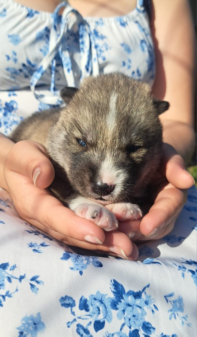 Legendary White Fang - Chiots disponibles - Siberian Husky