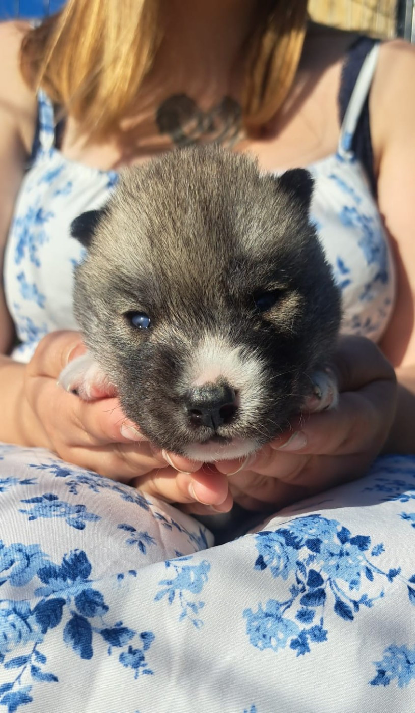 Legendary White Fang - Chiots disponibles - Siberian Husky