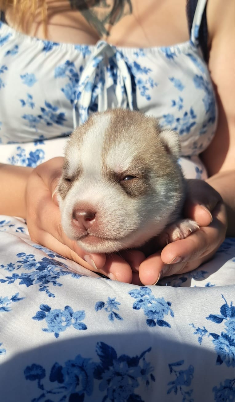 Legendary White Fang - Chiots disponibles - Siberian Husky