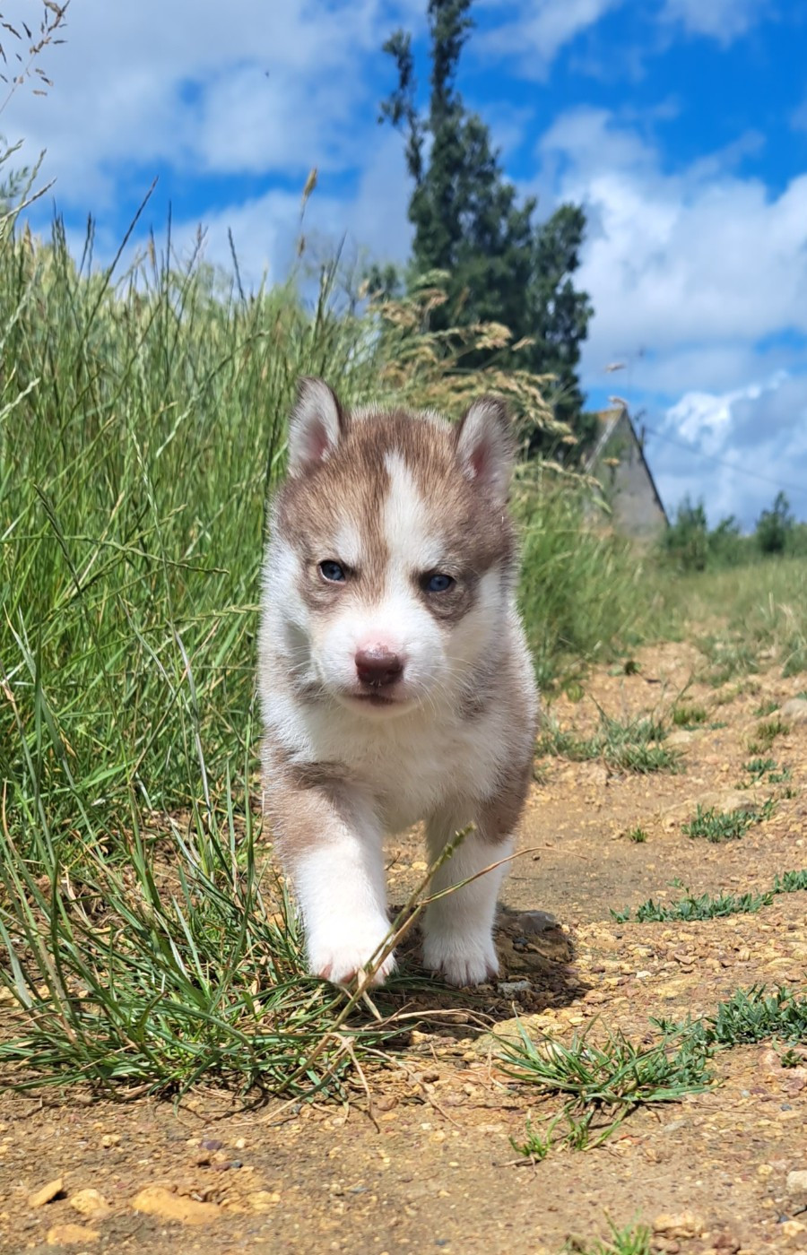 Legendary White Fang - Chiots disponibles - Siberian Husky