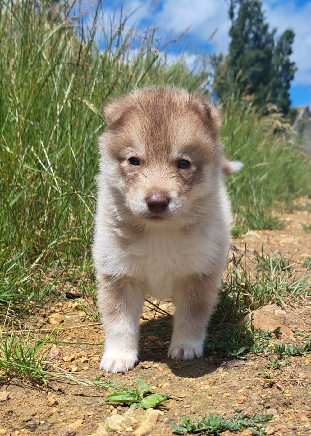 Legendary White Fang - Chiots disponibles - Siberian Husky