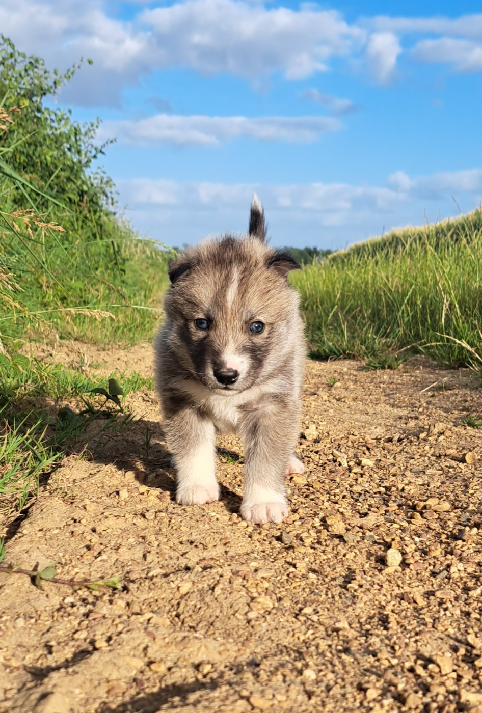 Legendary White Fang - Chiots disponibles - Siberian Husky