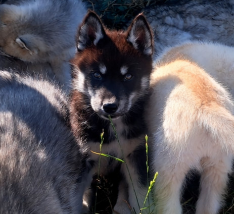 Legendary White Fang - Siberian Husky - Portée née le 06/05/2026