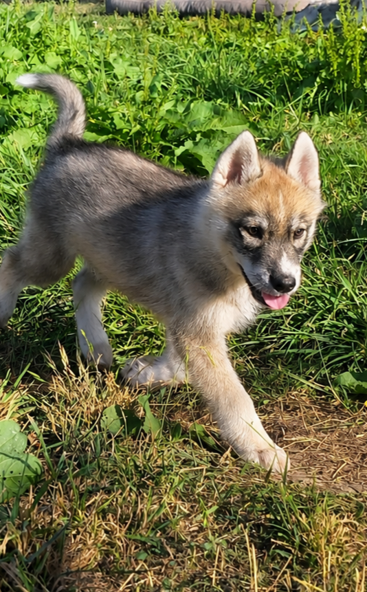 Legendary White Fang - Chiots disponibles - Siberian Husky