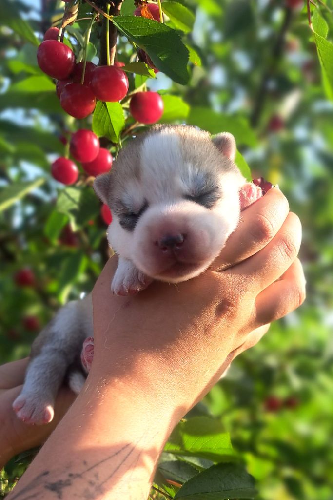 Legendary White Fang - Chiots disponibles - Siberian Husky