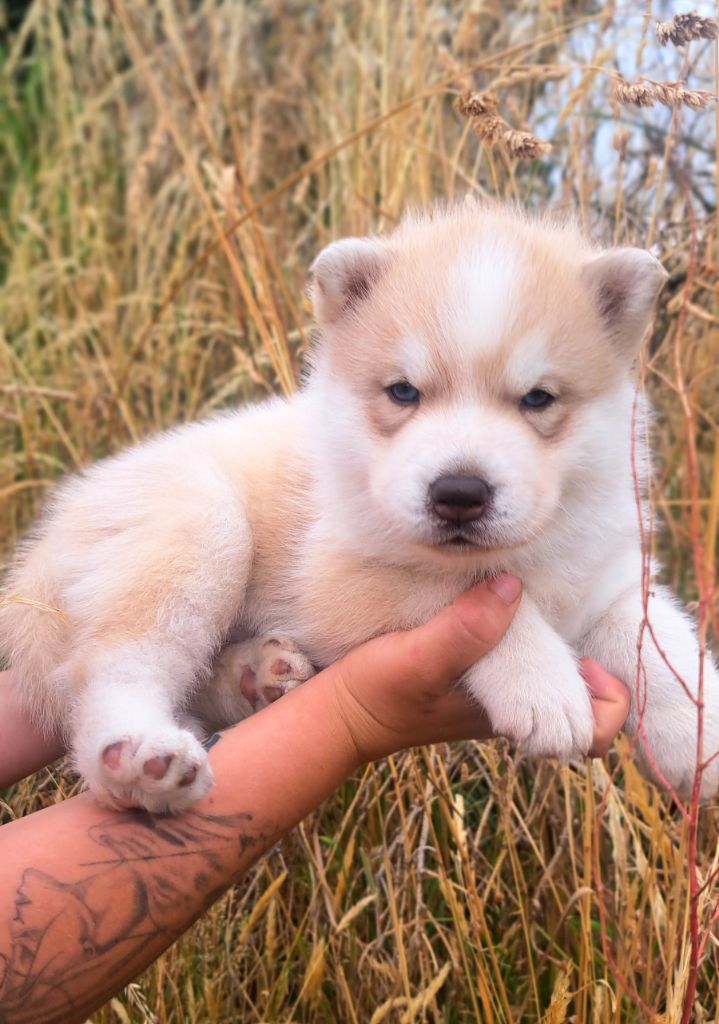 Legendary White Fang - Chiots disponibles - Siberian Husky