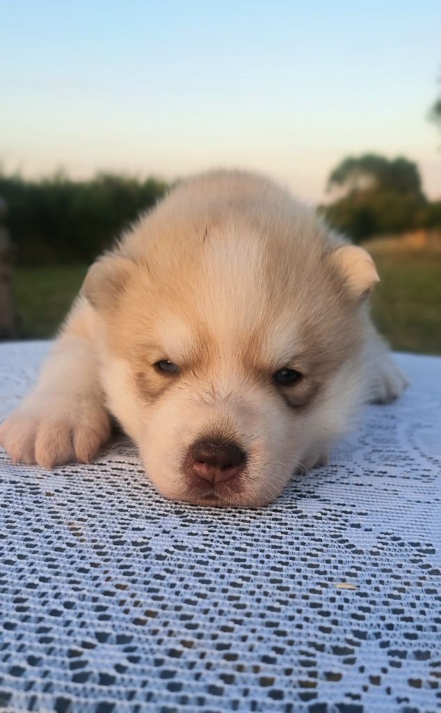 Legendary White Fang - Chiots disponibles - Siberian Husky