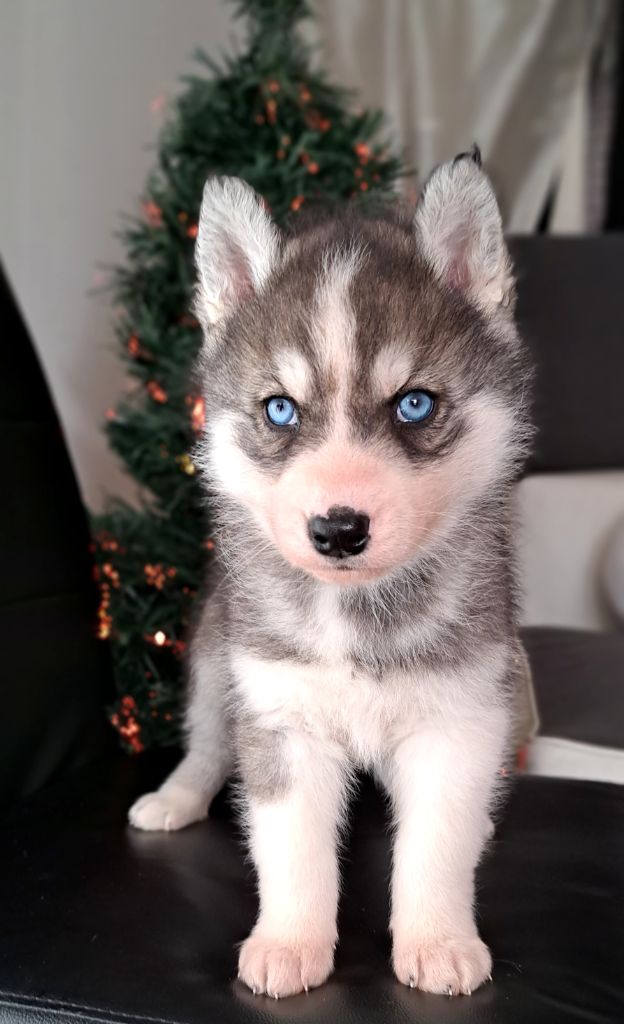 Legendary White Fang - Siberian Husky - Portée née le 05/11/2023
